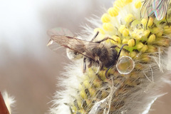 Andrena frigida