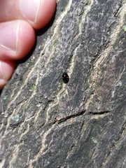 Hyperaspis