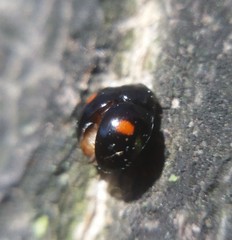 Hyperaspis
