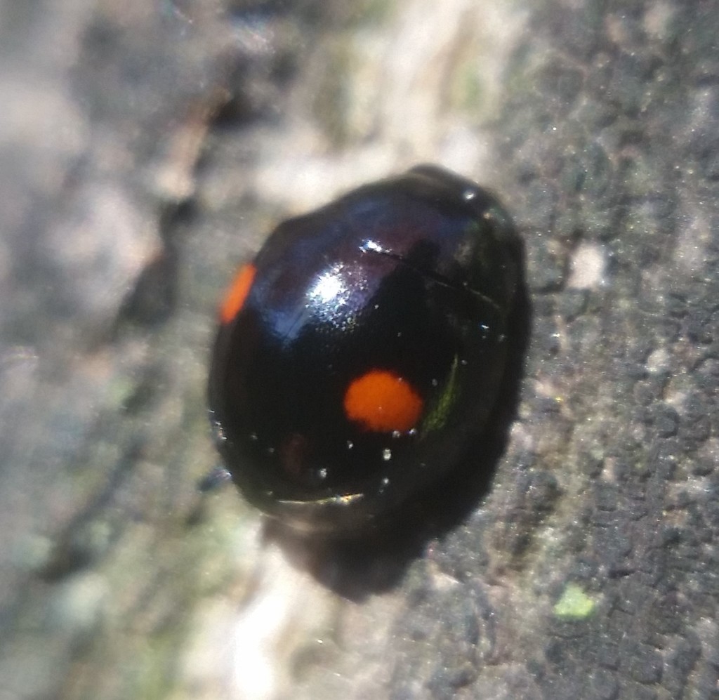 Double-marked Lady Beetle