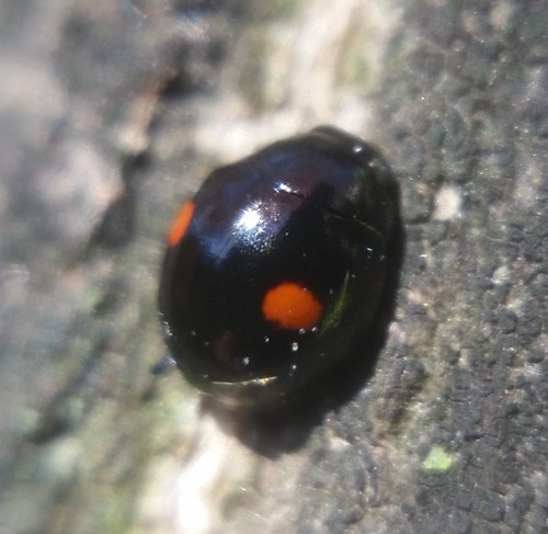 Double-marked Lady Beetle
