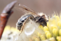 Andrena frigida