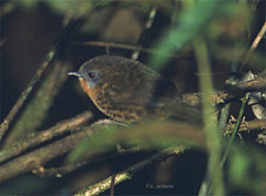 Spelaeornis caudatus