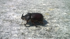 Oryctes nasicornis corniculatus