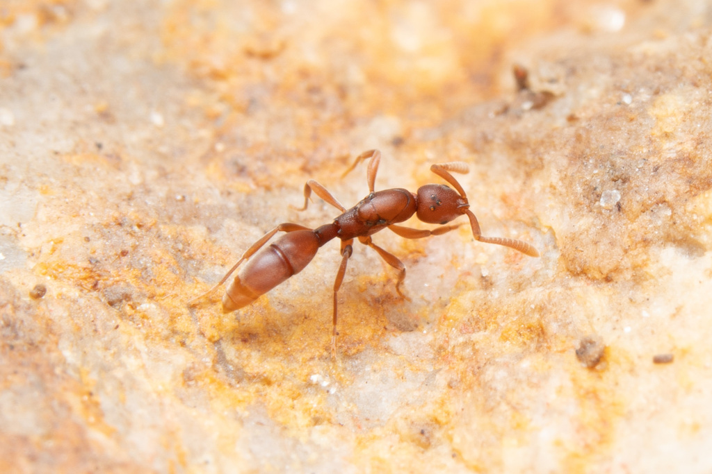 Probolomyrmex