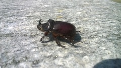 Oryctes nasicornis corniculatus