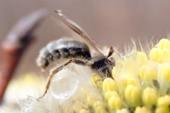 Andrena frigida