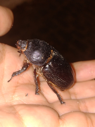 Strategus validus