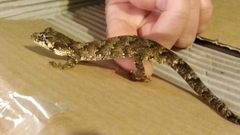 Mokopirirakau granulatus