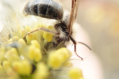 Andrena frigida