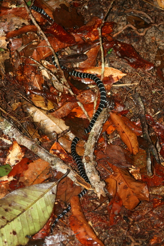 White-banded Coralsnake
