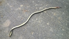 Hierophis viridiflavus