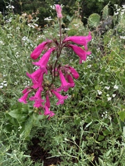 Penstemon triflorus