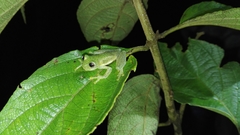 Centrolenidae