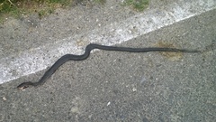 Hierophis viridiflavus