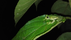 Centrolenidae