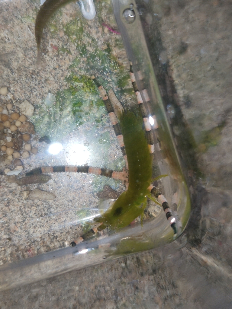 Gonodactylellus