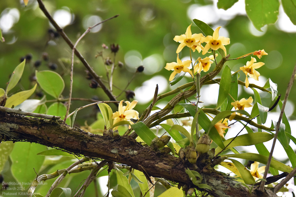 Dendrobium friedericksianum Rchb.f. 2