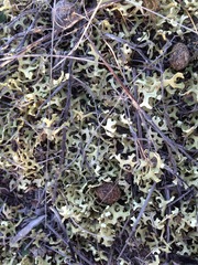 Xanthoparmelia semiviridis