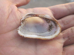 Barbatia amygdalumtostum