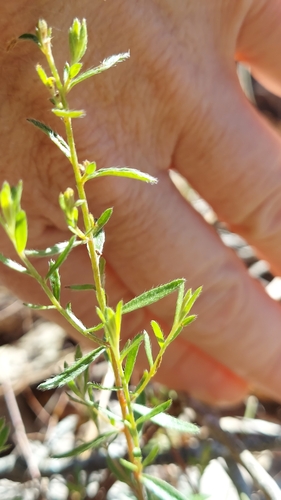 Image of Lechea deckertii by (c) Athena Philips, some rights reserved (CC BY)