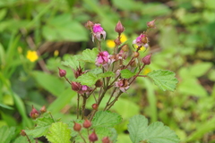 Rubus parvifolius