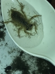 Erythemis simplicicollis