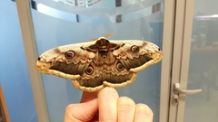 Saturnia pyri