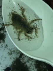 Erythemis simplicicollis