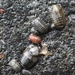 Oregon Pillbug - Photo (c) Erin McKittrick, some rights reserved (CC BY), uploaded by Erin McKittrick