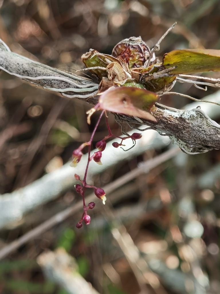 Leochilus inconspicuus
