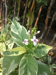 Pseuderanthemum carruthersii