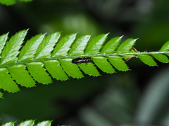 Endelus collaris kerremansi