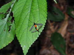 Tipula holoserica