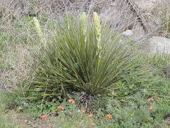 Yucca campestris