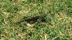 Chamaeleo chamaeleon