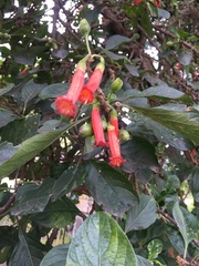 Iochroma fuchsioides