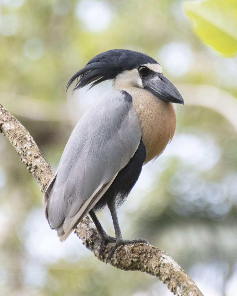 Boat-Billed Heron