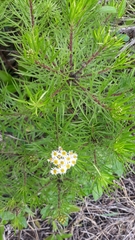 Darwiniothamnus tenuifolius