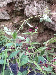 Gomphrenoideae