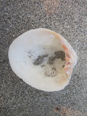 Periglypta reticulata