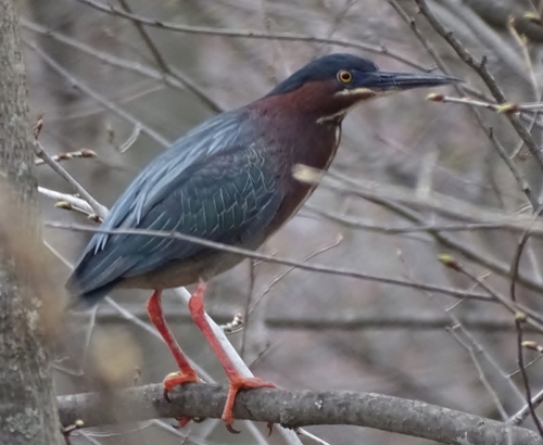 Green Heron photographed in Vermont