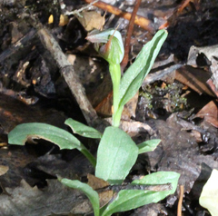 Pterostylis humilis