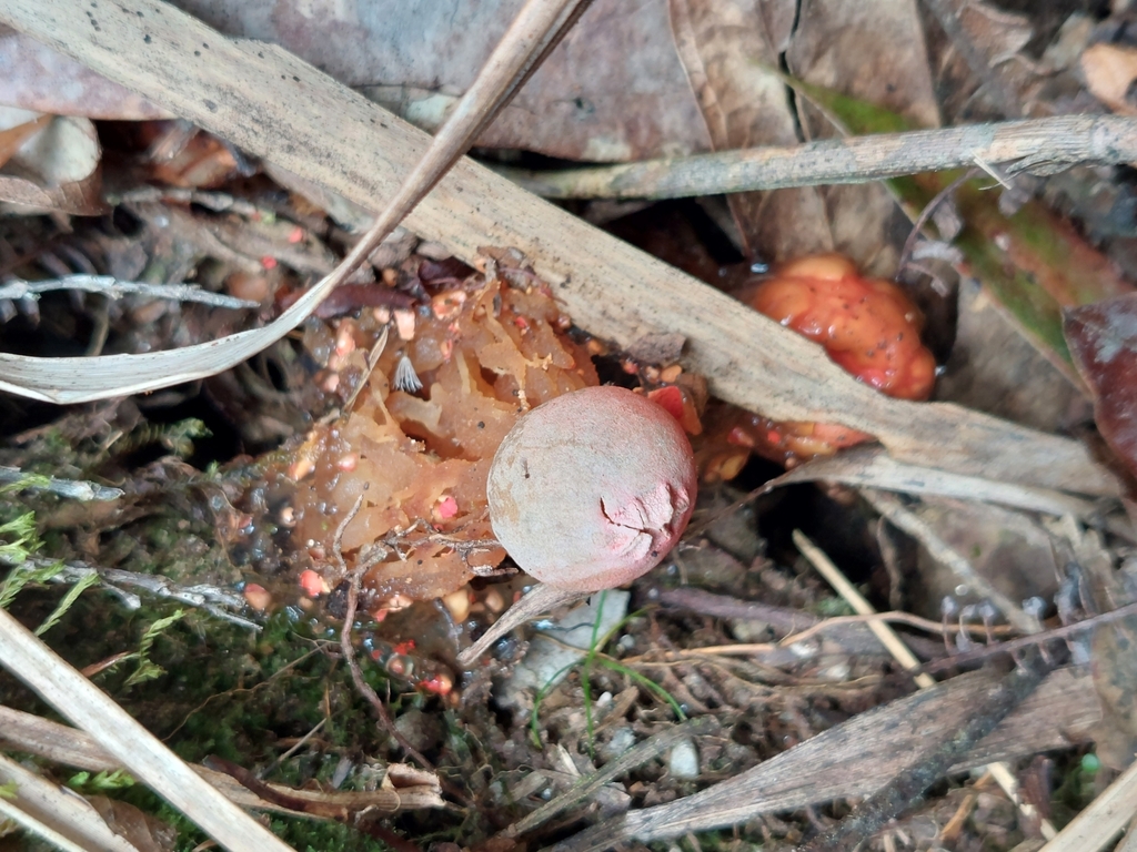 Calostoma cinnabarinum · March 2024 · photo: © danielmesa1 (iNaturalist, cc-by)