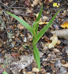 Pterostylis cardiostigma