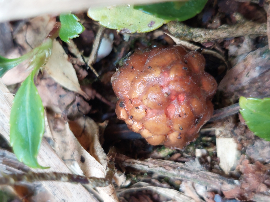 Calostoma cinnabarinum · March 2024 · photo: © danielmesa1 (iNaturalist, cc-by)