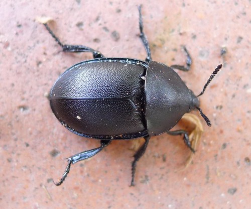 Smooth Carrion-beetle