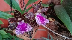 Orchidaceae