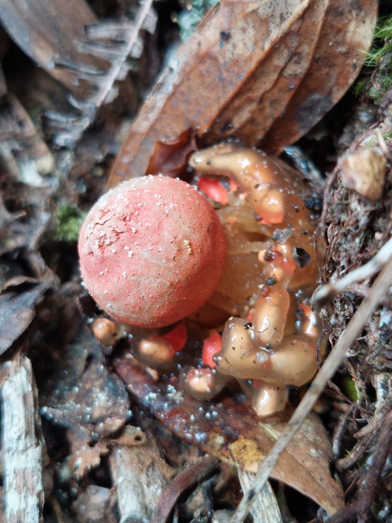 Calostoma cinnabarinum · March 2024 · photo: © danielmesa1 (iNaturalist, cc-by)
