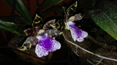 Orchidaceae